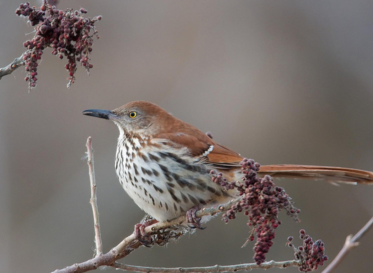 Top 10 Tiny, Cute Colourful Birds and Their Sounds - HubPages