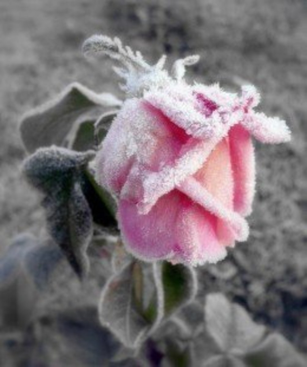Winterizing Rose Bushes HubPages