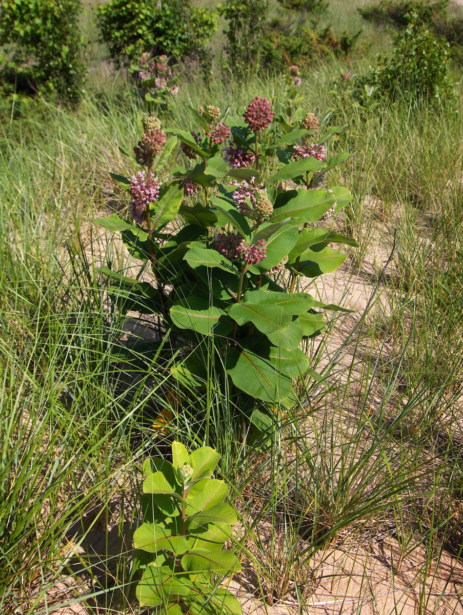 A healthy milkweed plants can reach over four feet tall