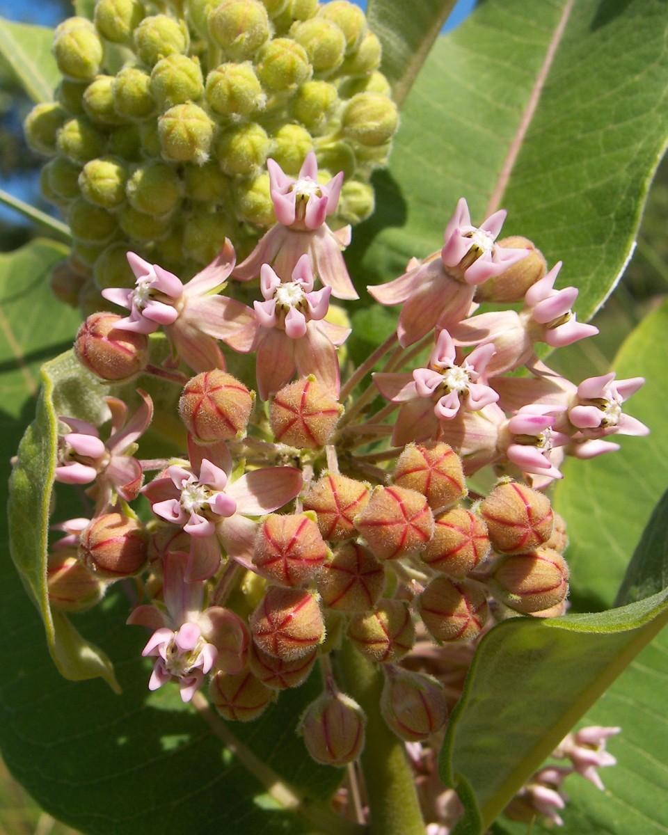 The Many Haircuts Of Milkweed And The  Monarch Butterfly