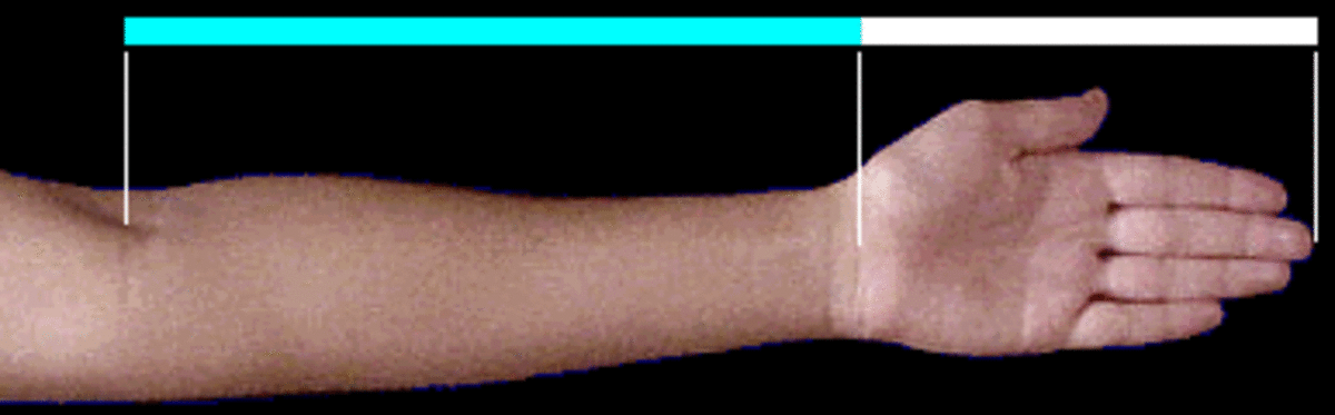 Illustration showing the length of the human forearm to the hand follows the divine proportion of 1.618.