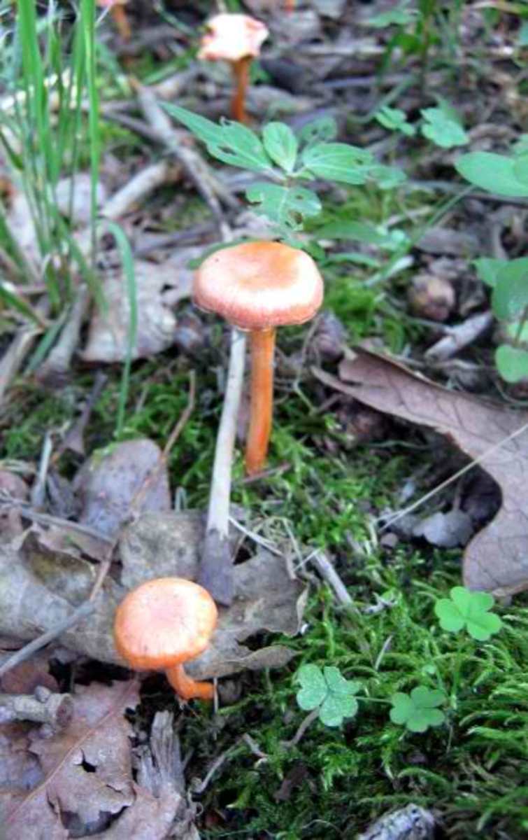 school walk mushrooms via morguefile