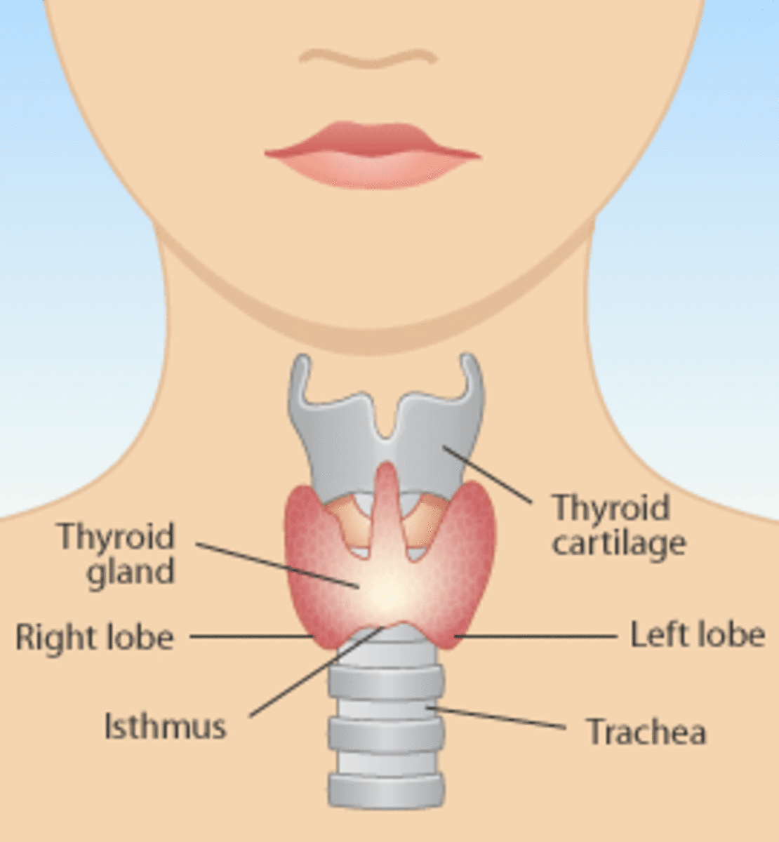 Facts About Thyroid Disorders Hyperthyroidism & Hypothyroidism HubPages