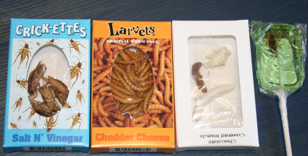 An assortment of several insect-based confectioneries & snacks, including salt n' vinegar crickets, cheddar cheese larvae, chocolate covered insects & of course a terrifying scorpion sucker.  