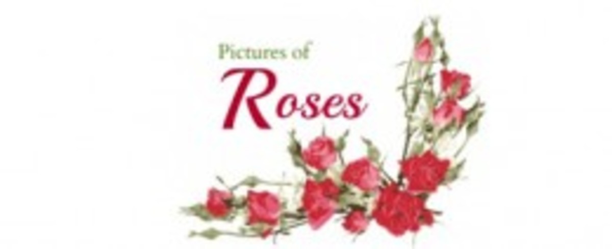 Pictures of Roses