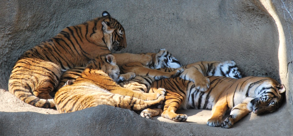 Malayan tigers sleeping at the Cincinnati Zoo