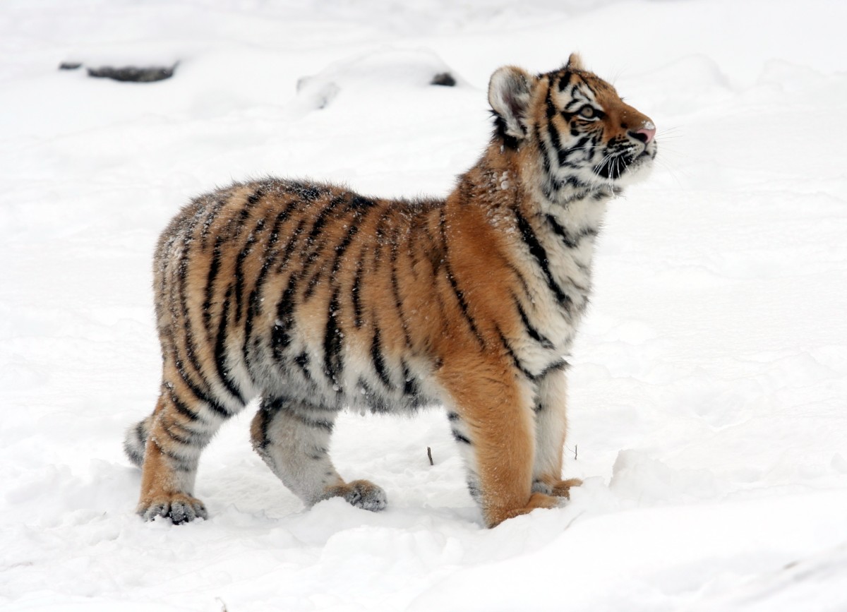 Dave Pape, Public domain, via Wikimedia Commons Siberian tiger cub at the Buffalo Zoo