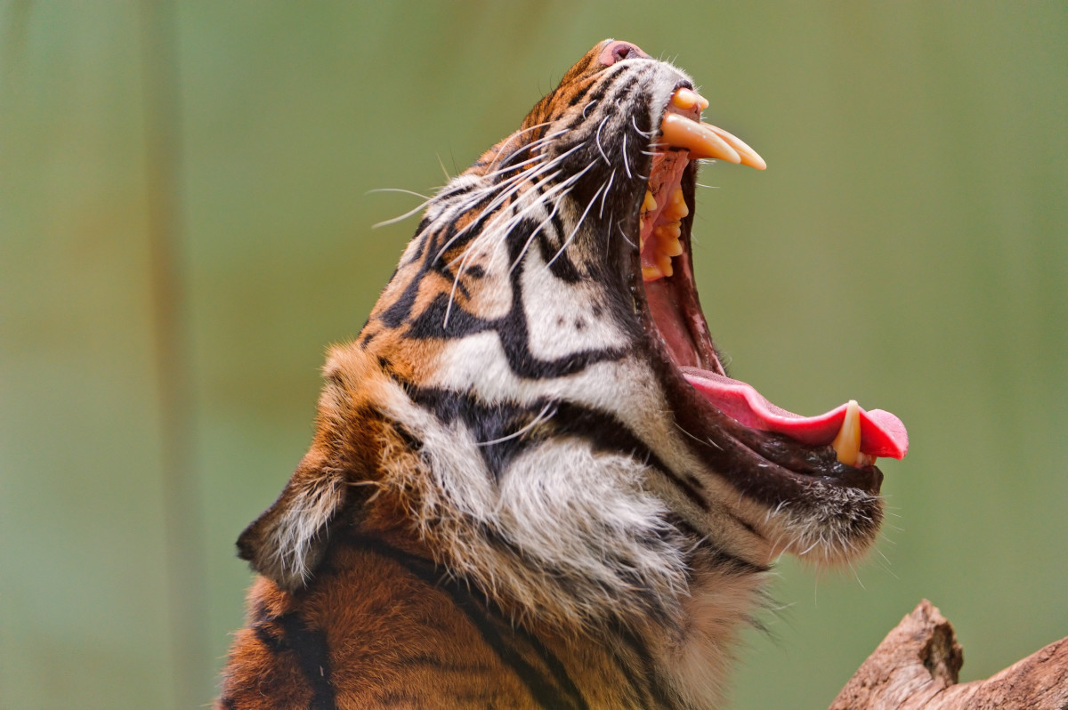 Sumatran tiger yawning at the Frankfurt Zoo in Germany