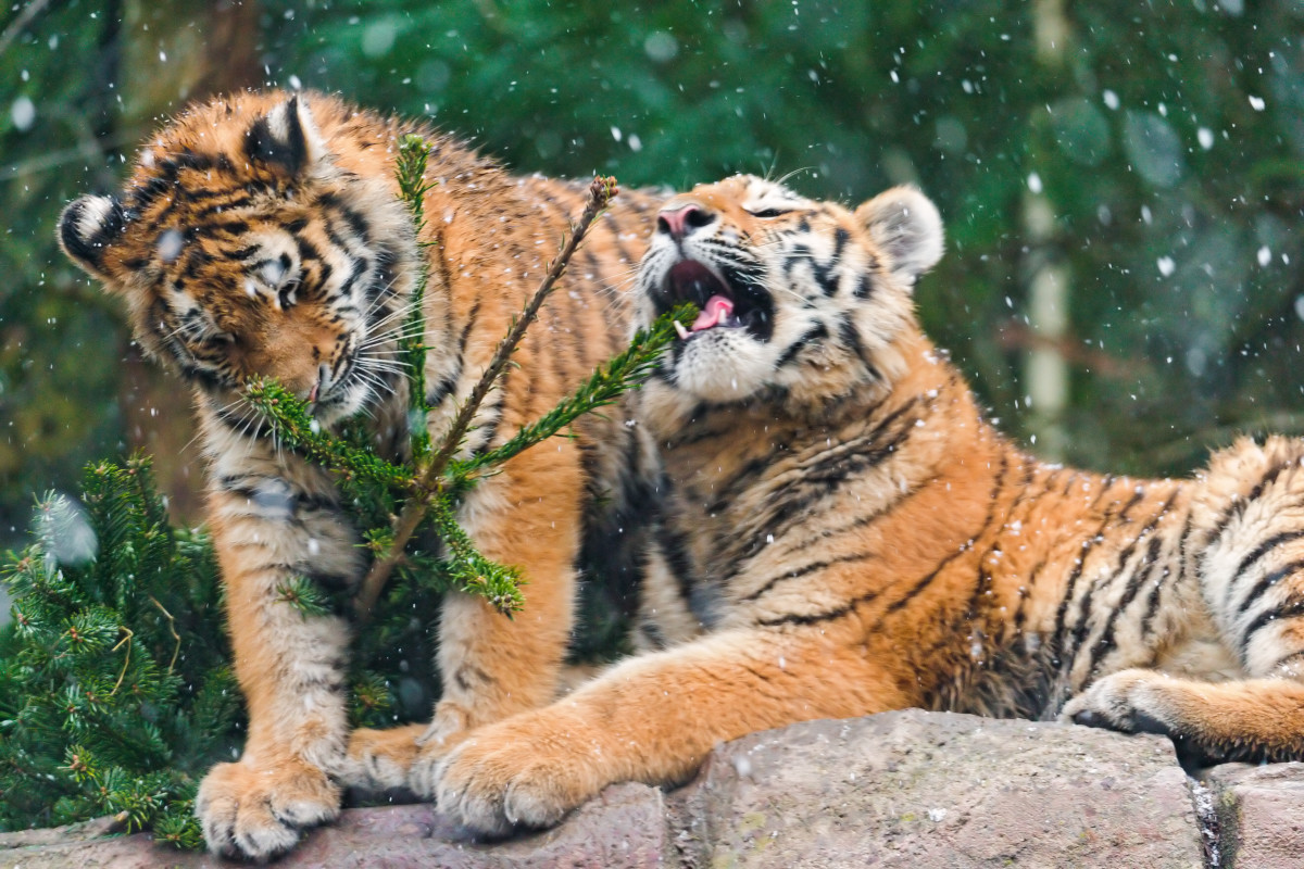 Two cubs playing with a fir tree