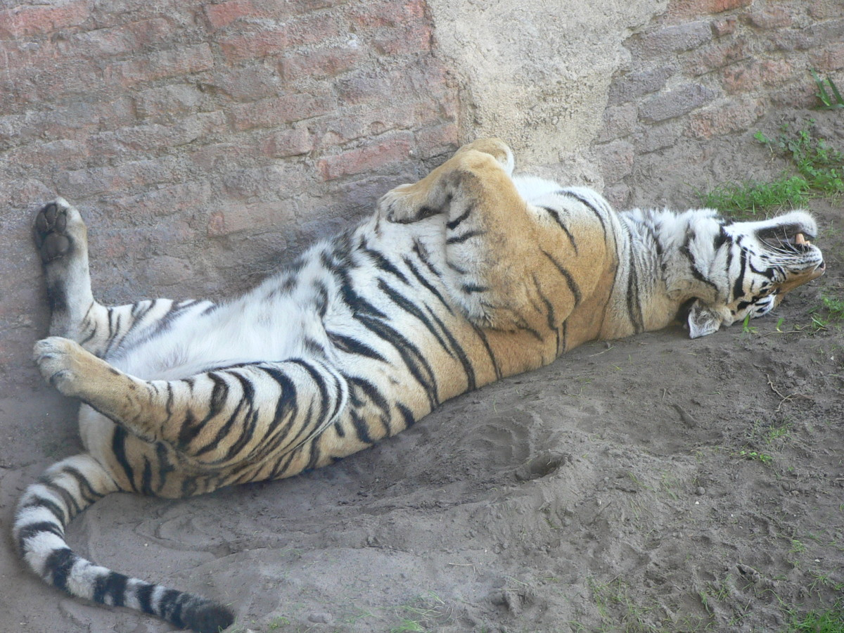 Another tiger sleeping at Disney's Animal Kingdom in Florida