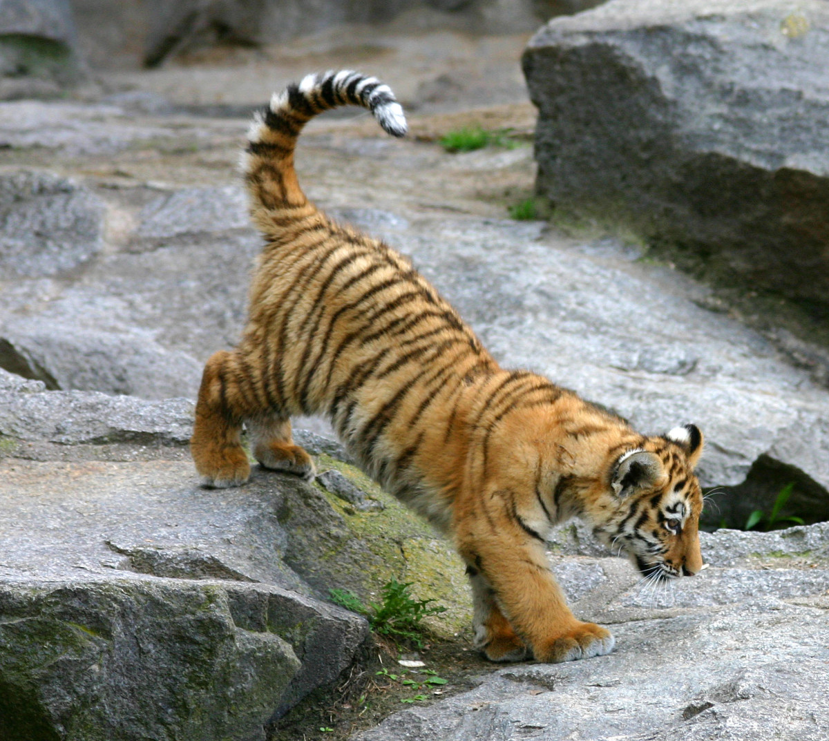 Tiger cub in Berlin Tierpark