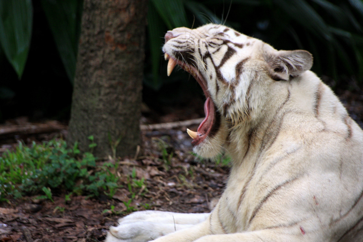 White tiger yawning at the Singapore Zoo
