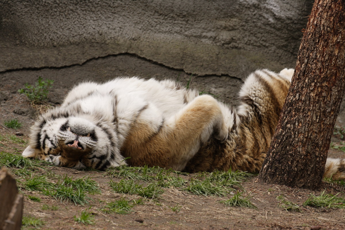 Tiger sleeping at the Detroit Zoo