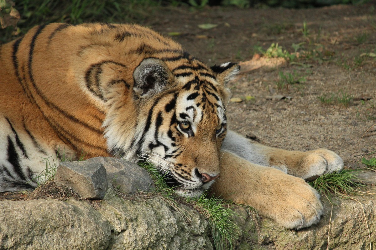 Male Siberian tiger at Leipzig Zoo in Germany