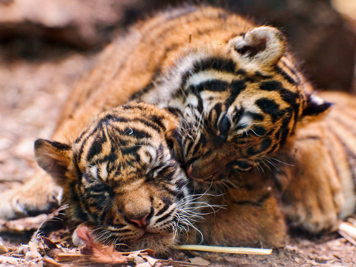 Tambako the Jaguar, CC BY-ND 2.0, via FlickrSumatran tiger cubs at the Frankfurt Zoo in Germany