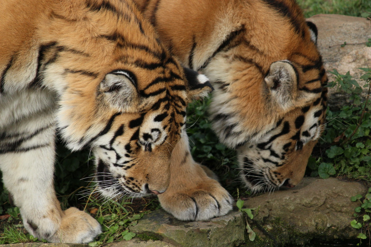 Two young male Siberian tigers at the Leipzig Zoo in Germany