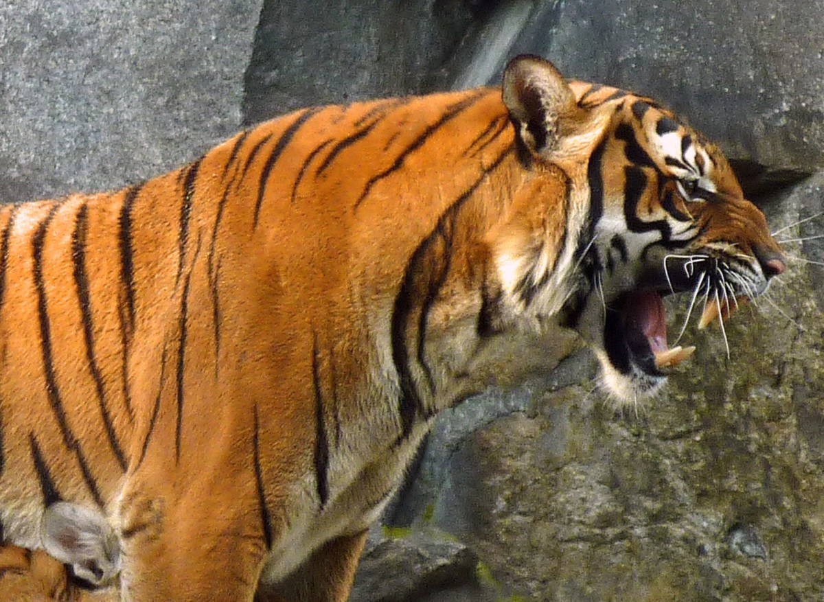 Indochinese tiger at Tierpark Berlin