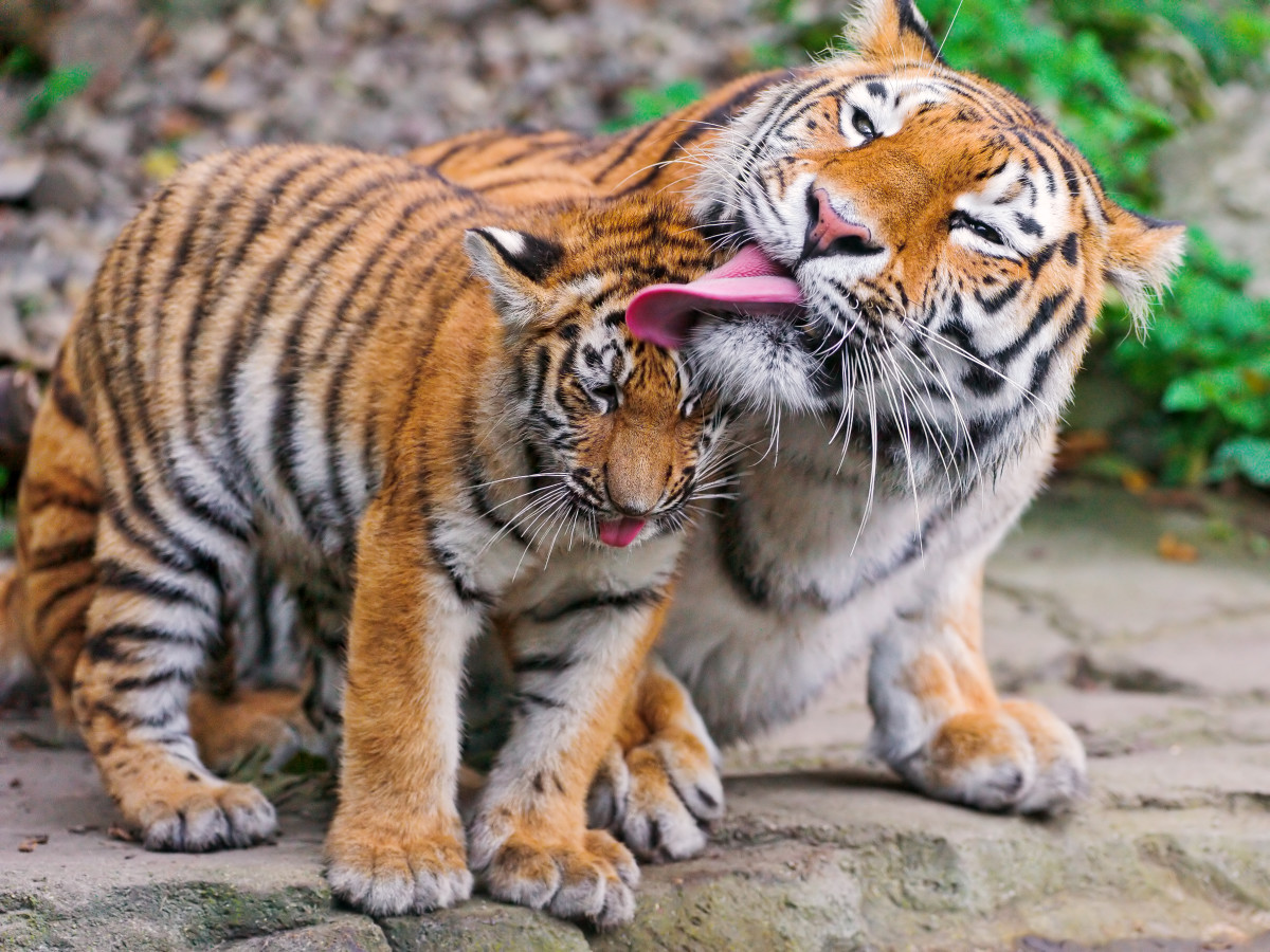 Mother Elena licking her cub Luva
