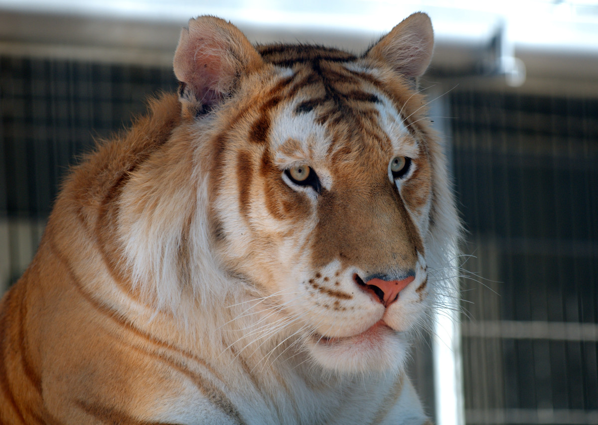 Closeup of a golden tiger, also called golden tabby tiger or strawberry tiger. Golden tigers are not a distinct subspecies; their color is the result of a rare genetic variation. There are fewer than 30 golden tigers in the world, all in captivity.