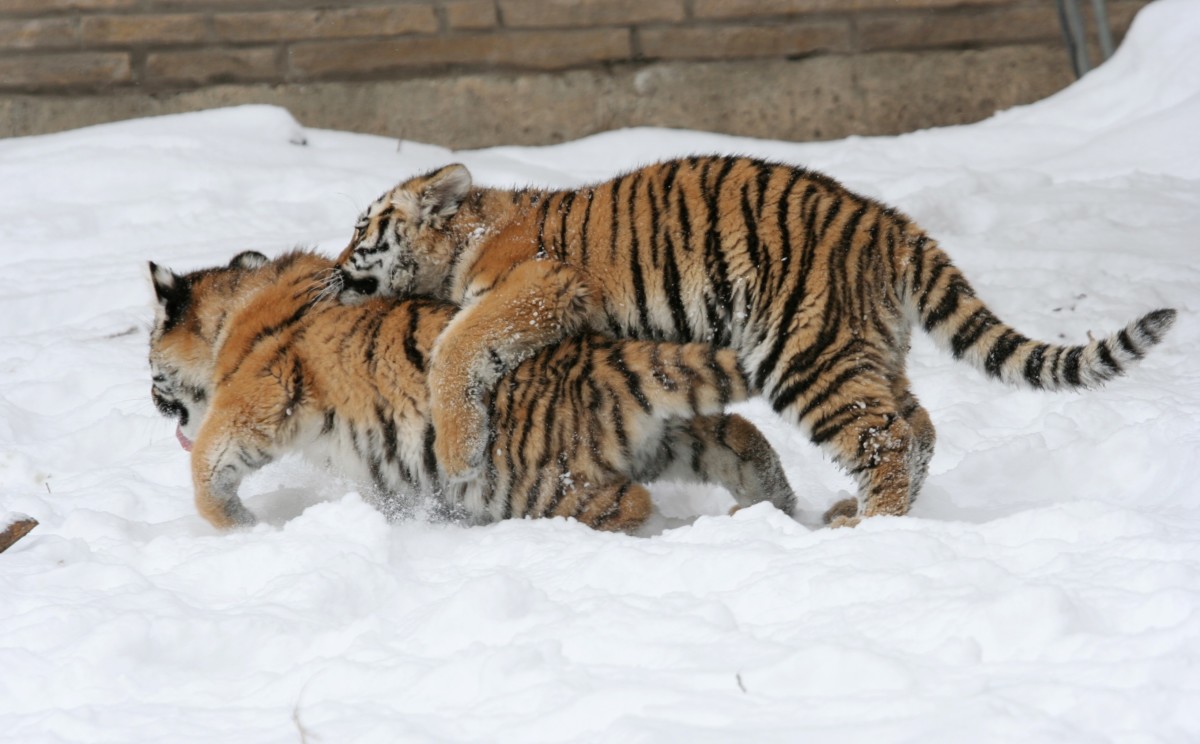 Dave Pape, Public domain, via Wikimedia Commons Two Siberian tiger cubs at the Buffalo Zoo