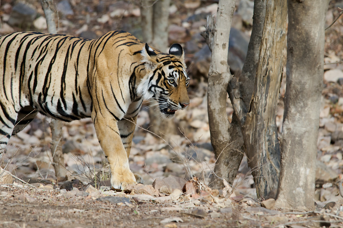 Bengal tiger at Ranthambhore National Park in India