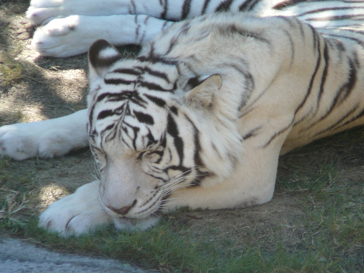 A white tiger sleeping at Busch Gardens safari park in Tampa, Florida
