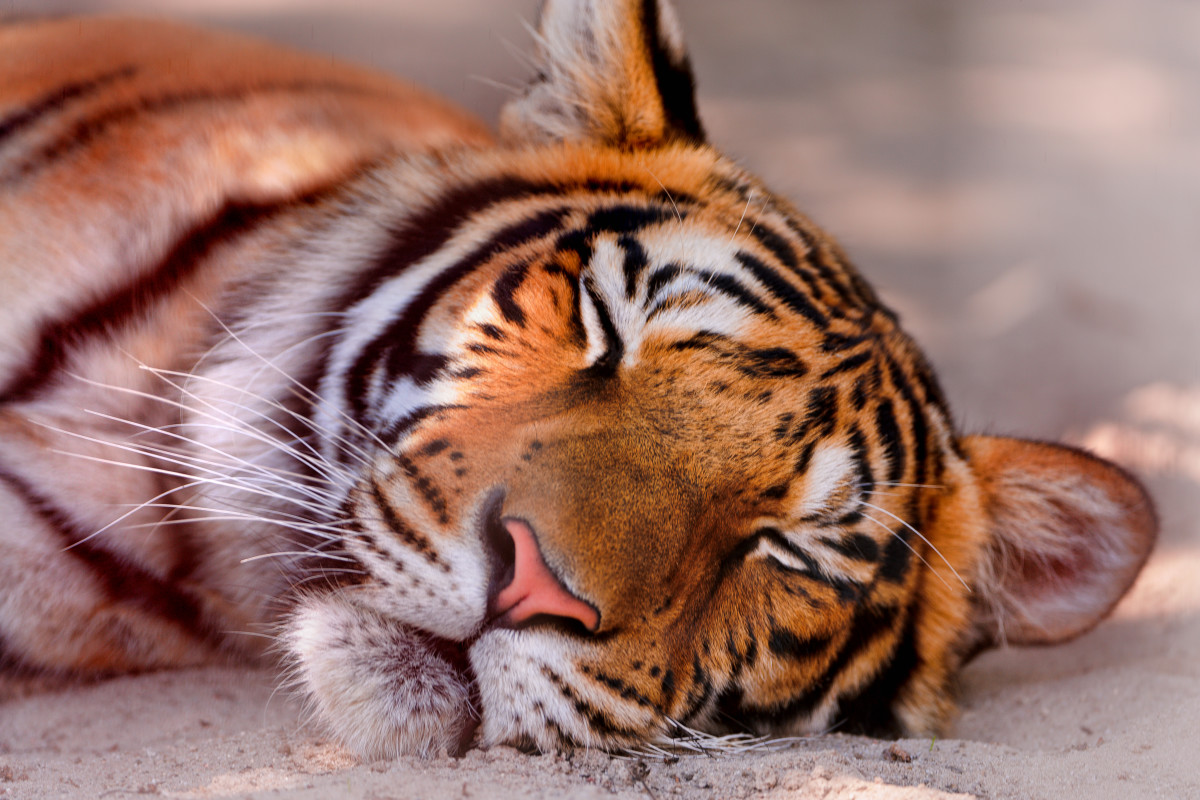 Sleeping female tiger at Filmtierpark in Germany