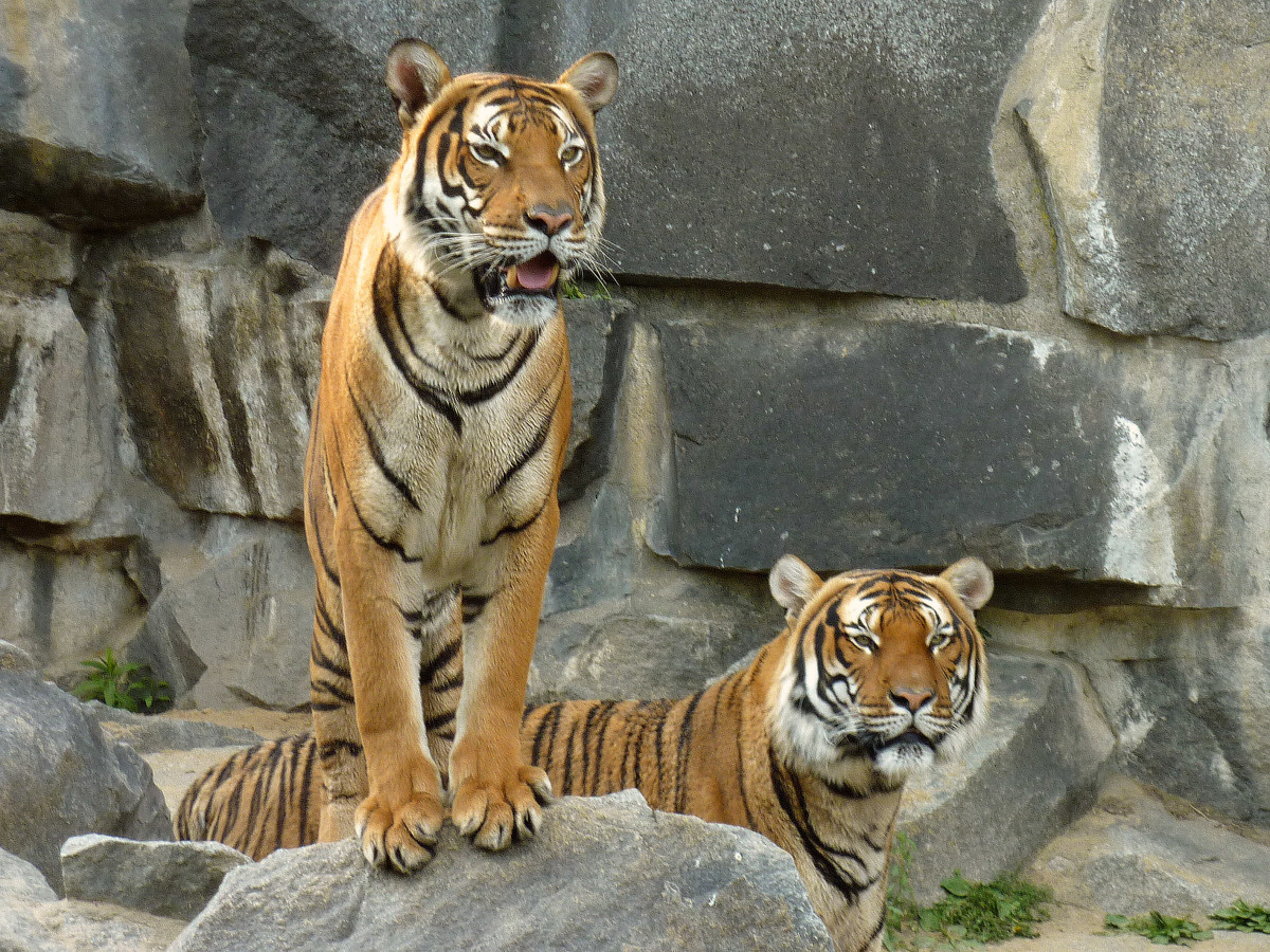 Indochinese tigers are smaller and darker than Bengal tigers, and they live in forests in mountainous or hilly regions. These Indochinese tigers are at Tierpark Berlin.