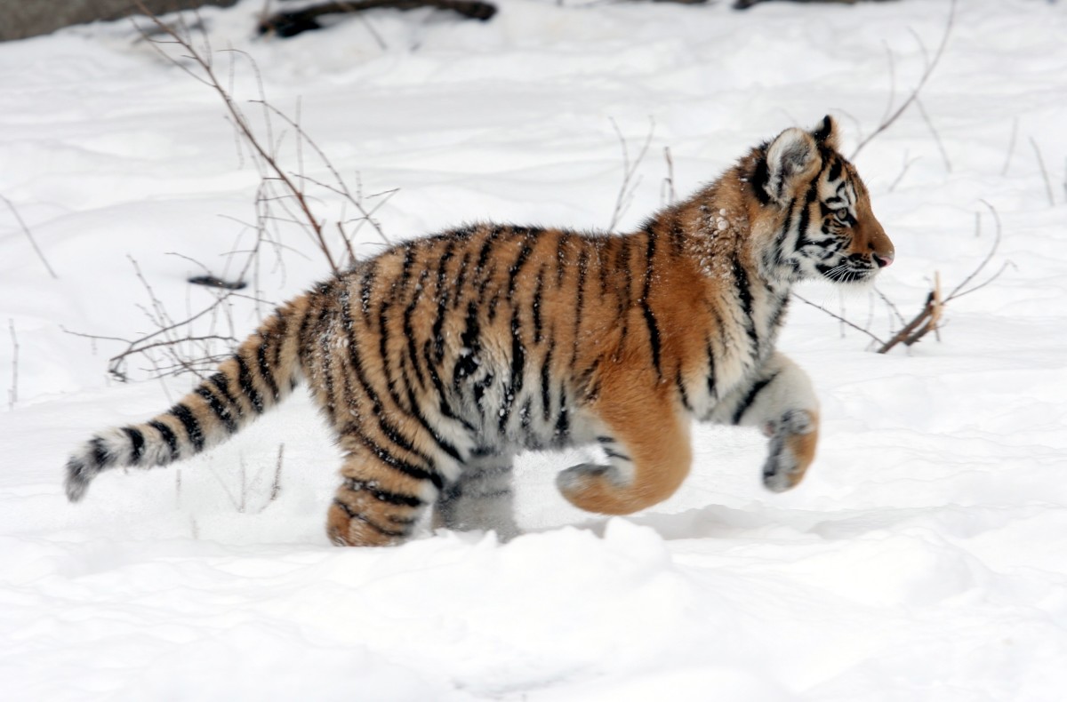 Dave Pape, Public domain, via Wikimedia Commons Siberian tiger cub at the Buffalo Zoo