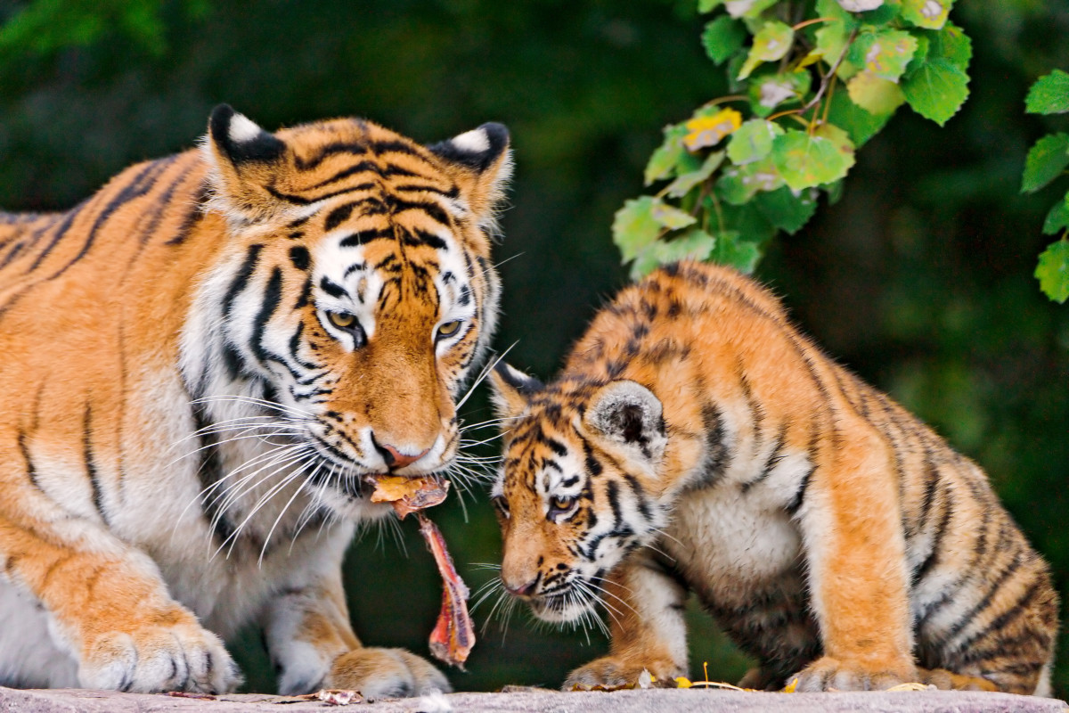 Cub eating with mom