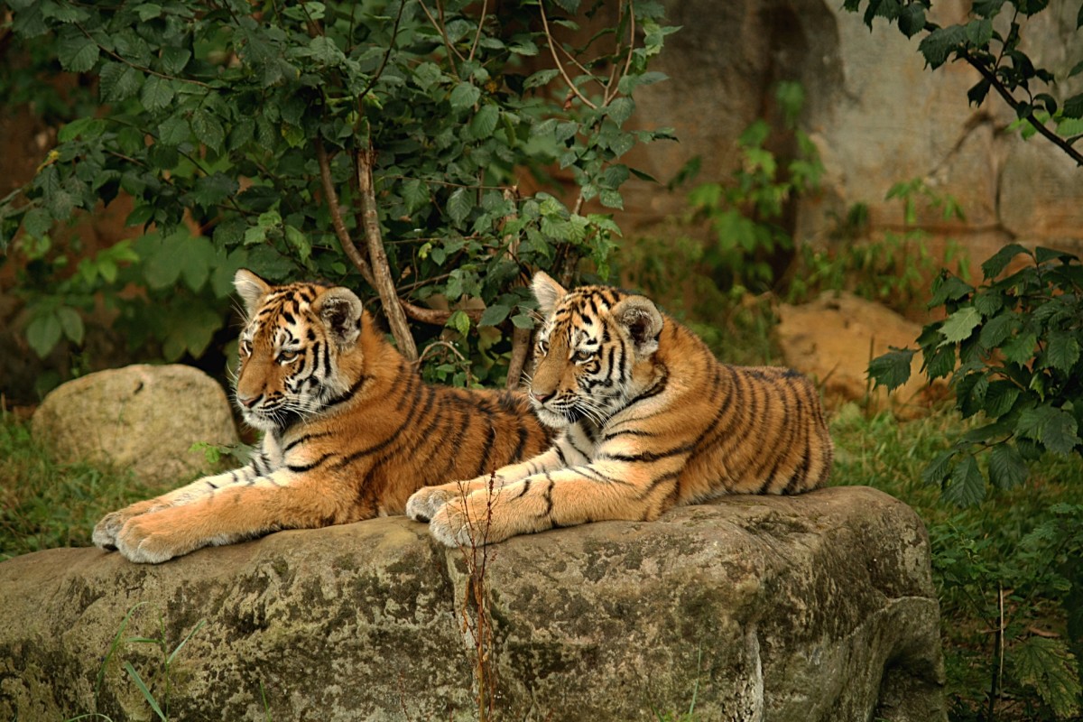 Siberian tiger cubs at the Leipzig Zoo in Germany