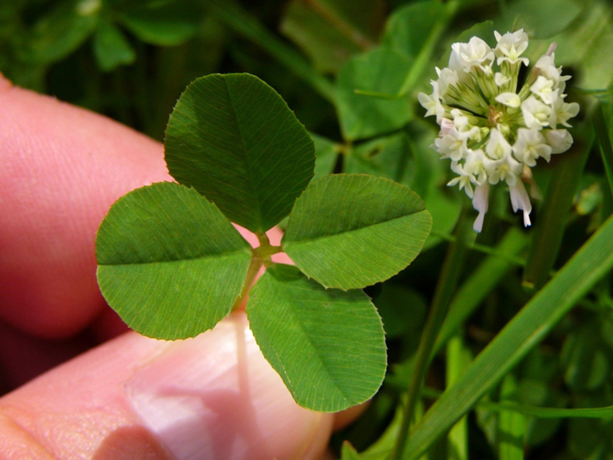 Finding a Four-Leaf Clover