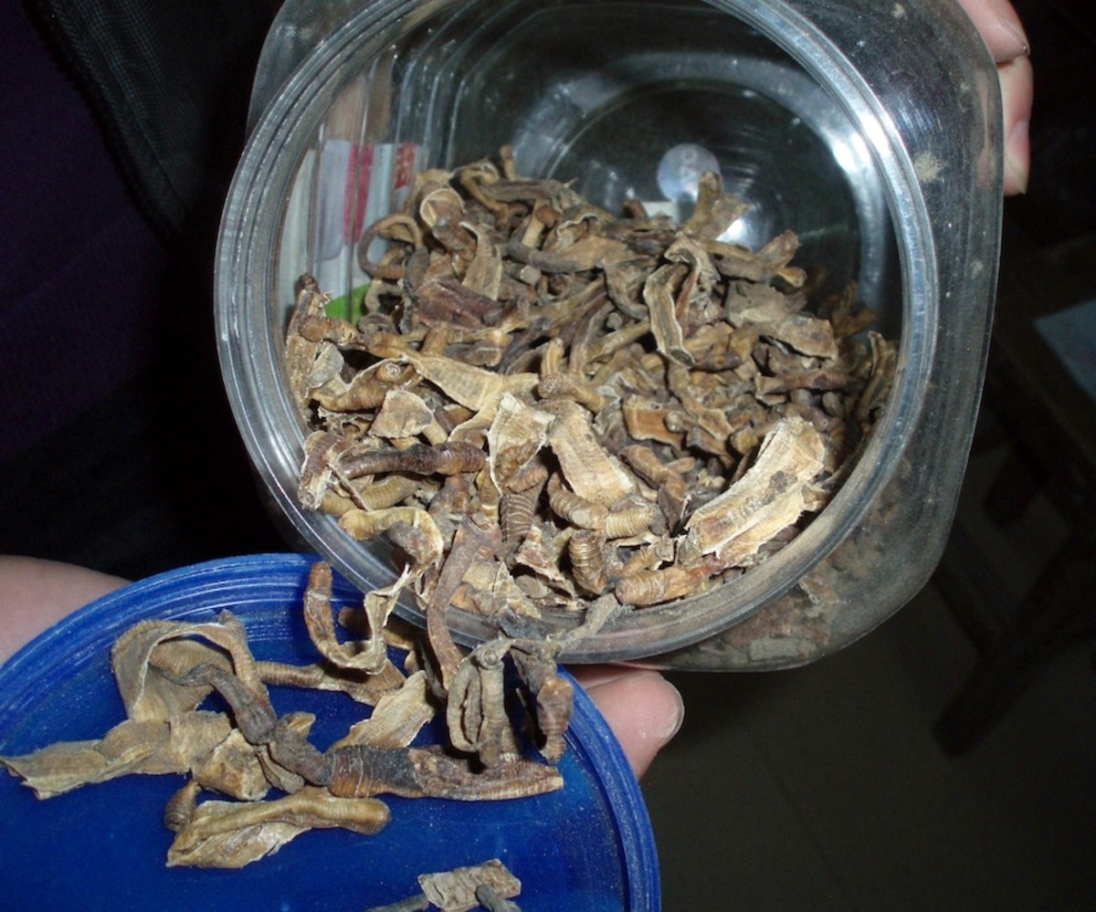 Dried earth worms, the baby birds' first food while in our care.