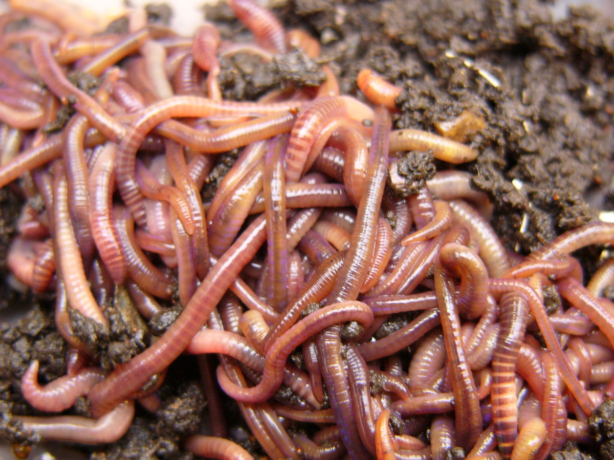 Live worms: the baby birds' rather unappetizing new diet!