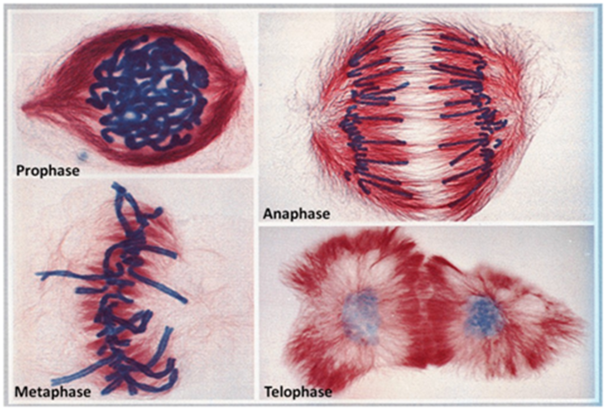 Mitosis Stages