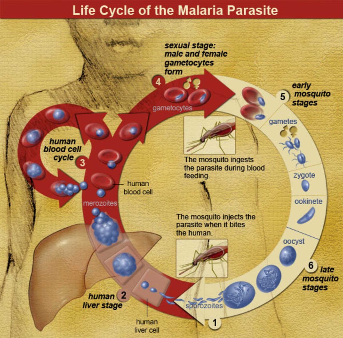 clinical-significance-of-the-malaria-parasite-the-life-cycle-of-the-plasmodium