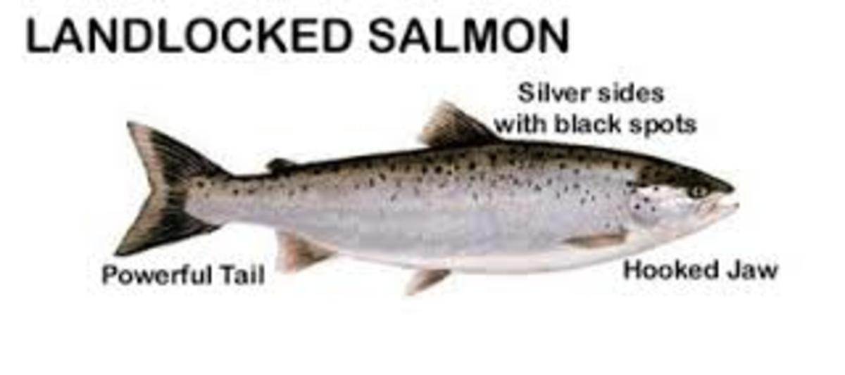 Catching Maine's Landlocked Salmon