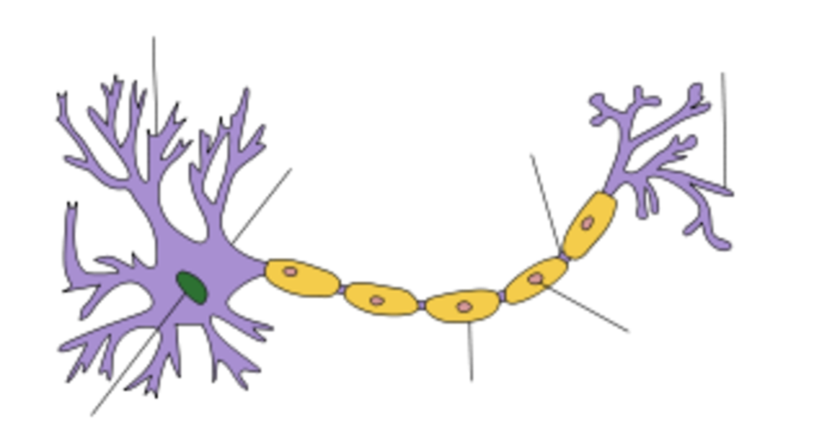 Neuron - (peripheral nervous system)