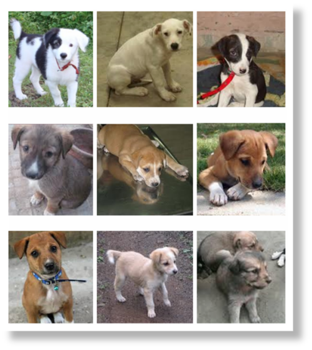 Indian Desi Pariah Puppies (Advertised Online To Adoption)