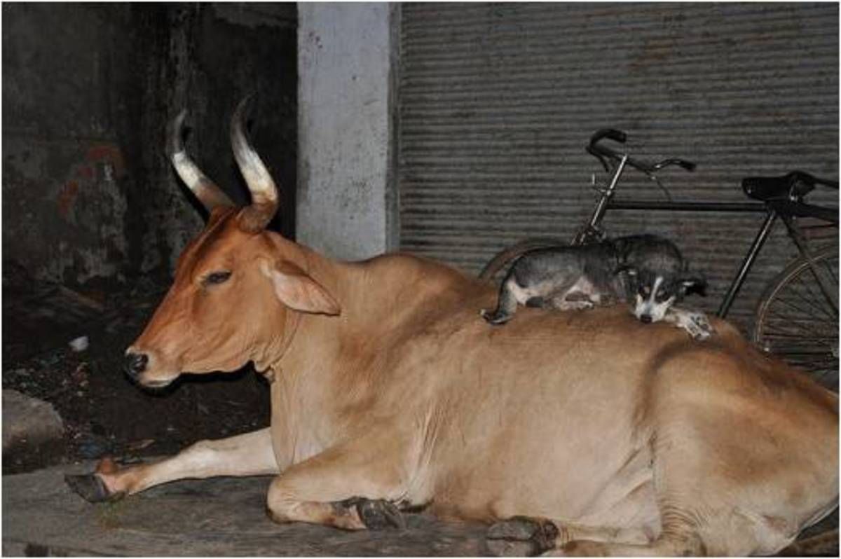 Indian Desi (Pariah Dog) and His Cow Friend