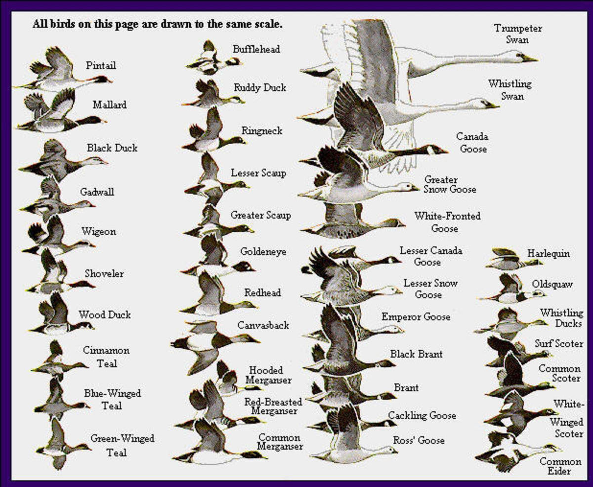 The World Of Amazing Waterfowl Birds