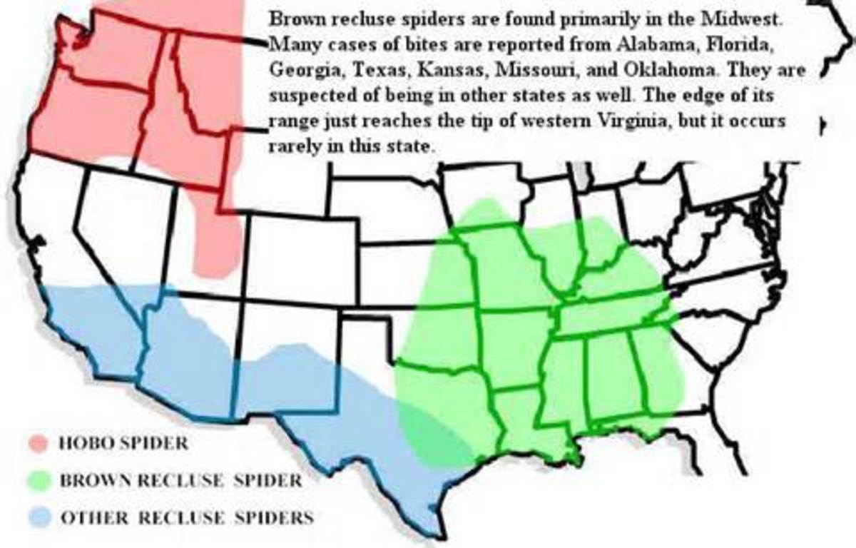 Locations of Brown Recluse Spiders