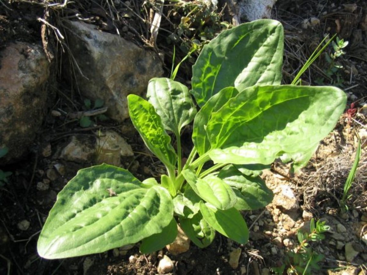 Plantain the Edible Healing Weed