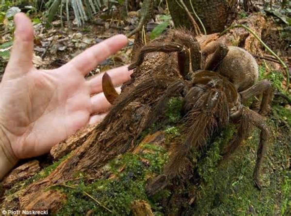 fringed ornamental tarantula bite