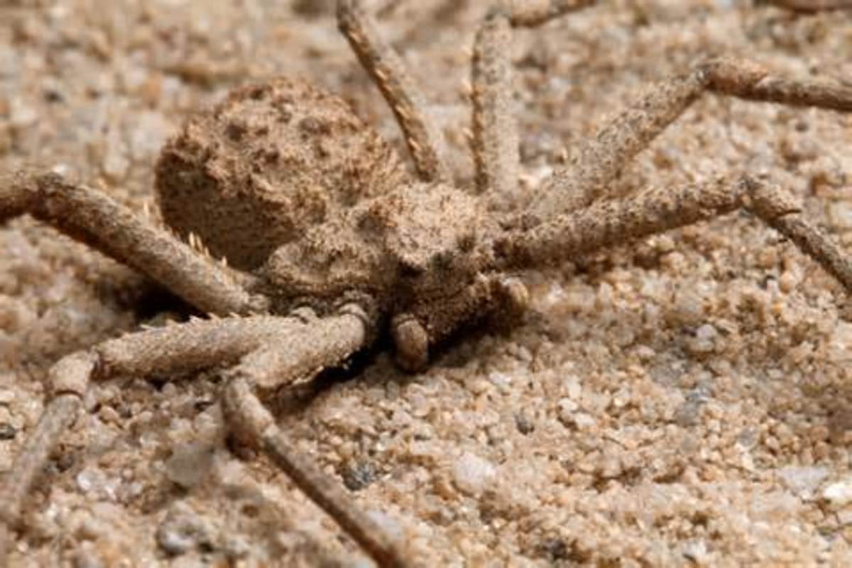 Most Venomous Spiders In The World - Most Posionous Spiders In The ...