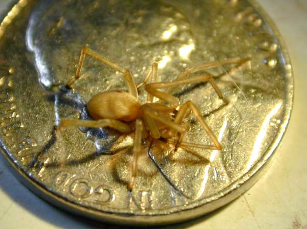 Most Venomous Spiders In The World - Most Posionous Spiders In The World