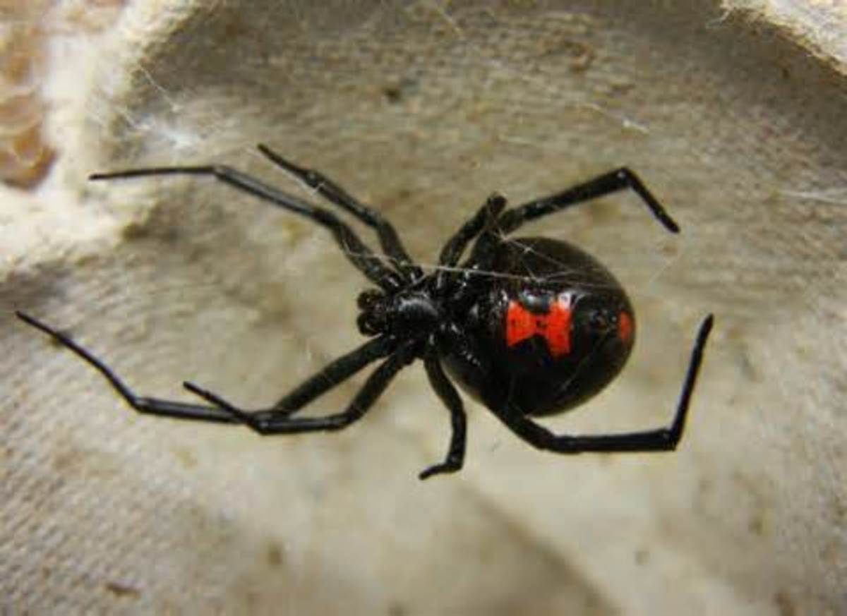 most-venomous-spiders-in-the-world-most-posionous-spiders-in-the-world