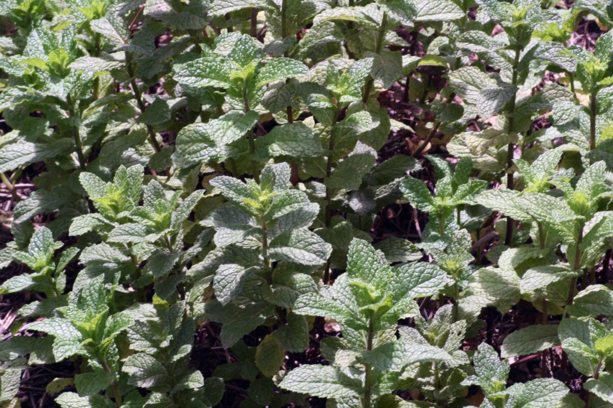 growing-and-using-mint