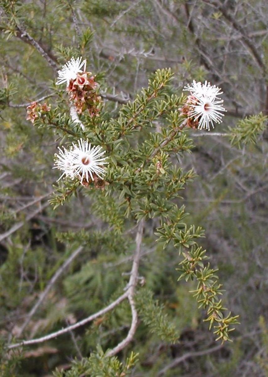 Flowers typical of the Fragonia, Kunzea, and Tea Tree shrubs
