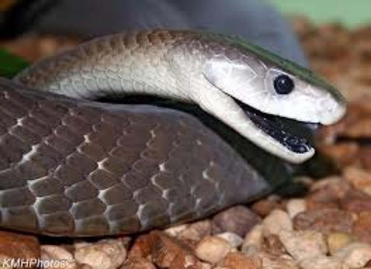 black-mamba-snake-bites-venom-images-and-information